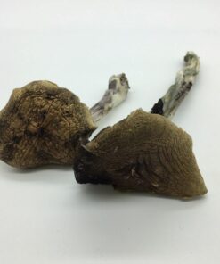 Colombian Magic Mushrooms (Psilocybe Cubensis)