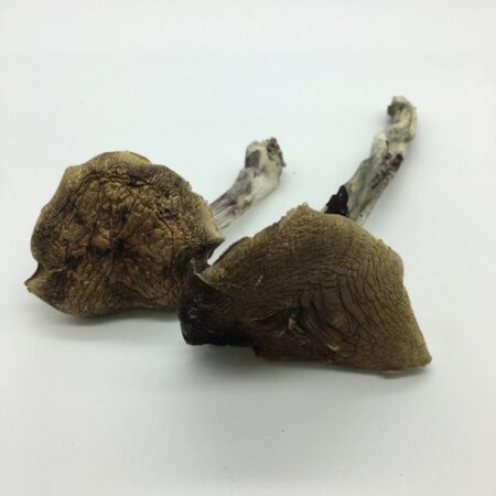 Colombian Magic Mushrooms (Psilocybe Cubensis)