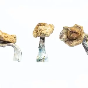 BULK DEAL - Tidal Wave Mushroom