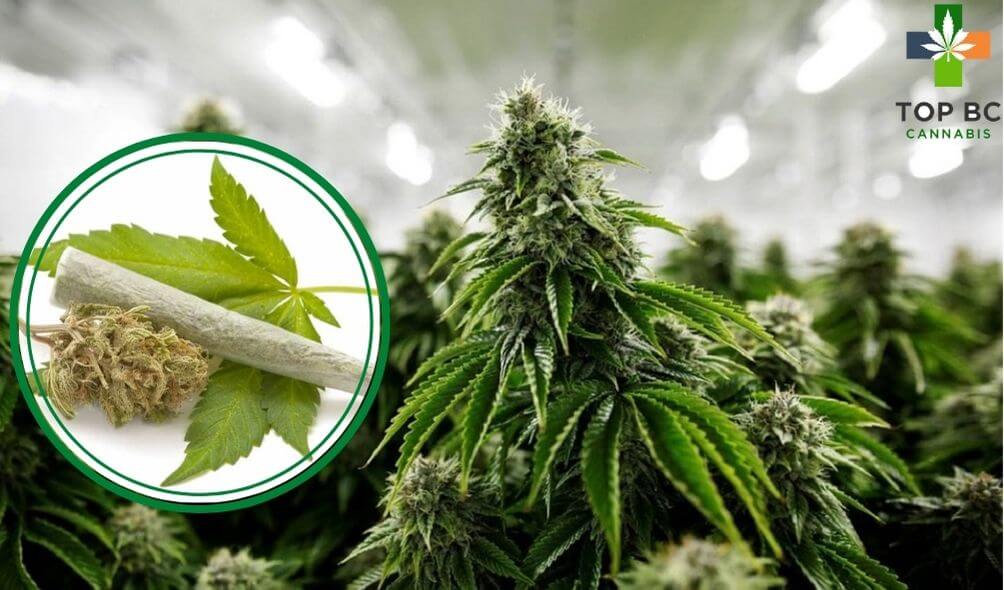 buy marijuana online in bc