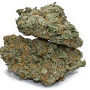 503 WIFI (AAAA+) strain