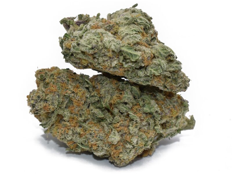 503 WIFI (AAAA+) strain