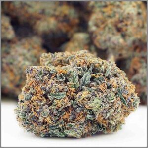 Purple Grease Monkey strain