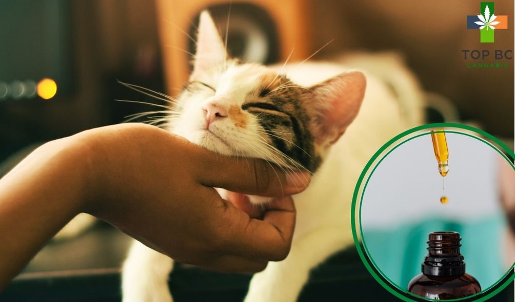 CBD oil for cats