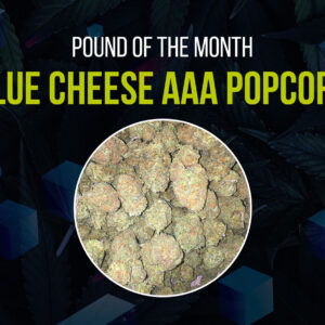 Blue Cheese Popcorn (AAA+) - Bulk Deal