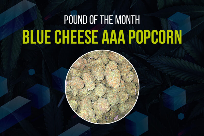 Blue Cheese Popcorn (AAA+) - Bulk Deal