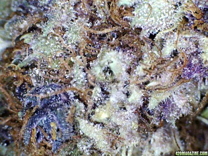 Fire OG AAA