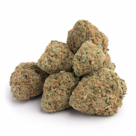 Red Congolese 5 Red Congolese 11 600x600 1