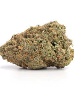 Red Congolese strain