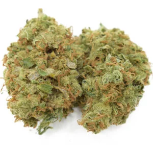 Red Congolese strain