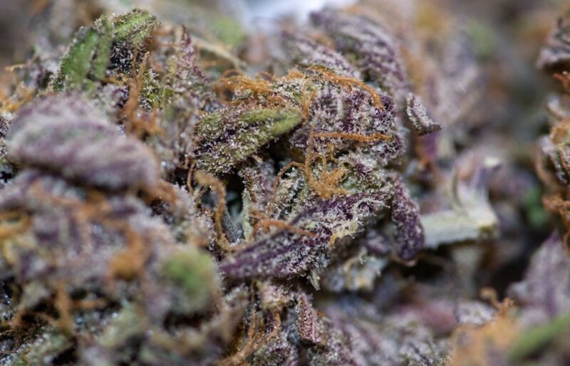 Giesel strain