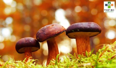 How Long Does It Take for Psychedelic Capsules to Show Effects?