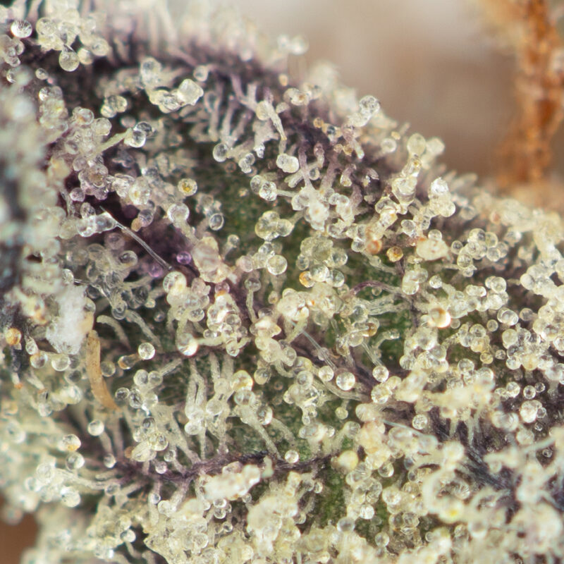 El Chapo strain