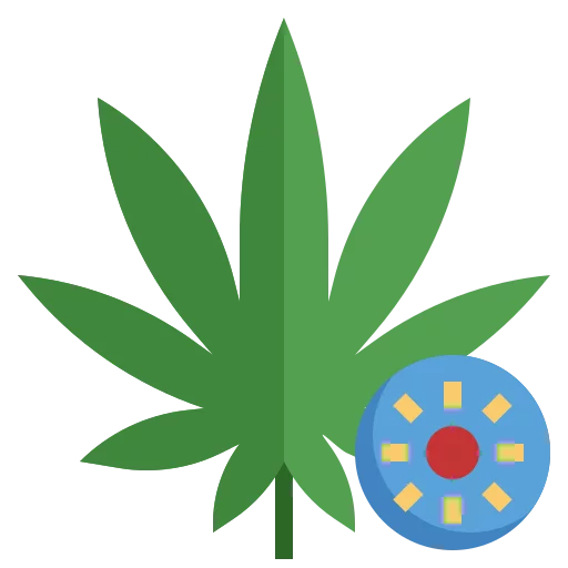 SATIVA strain