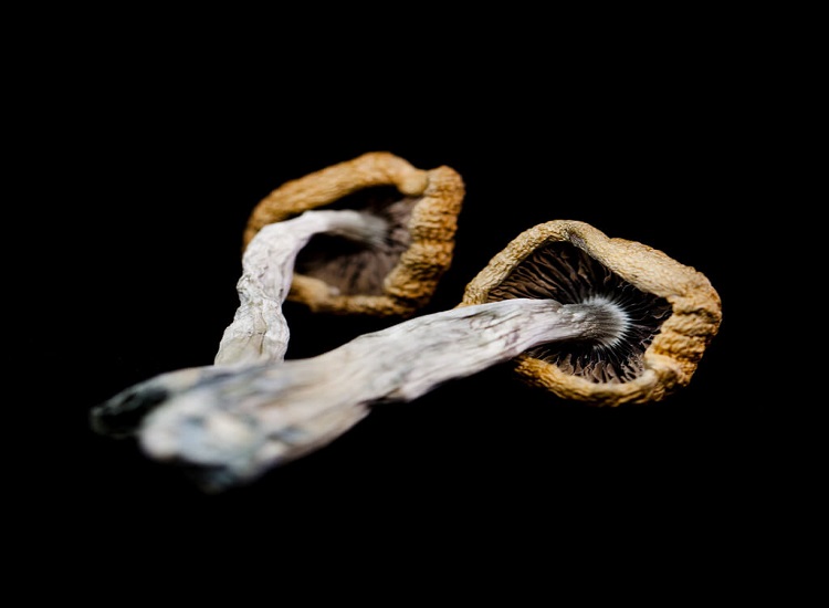 mail order magic mushroom