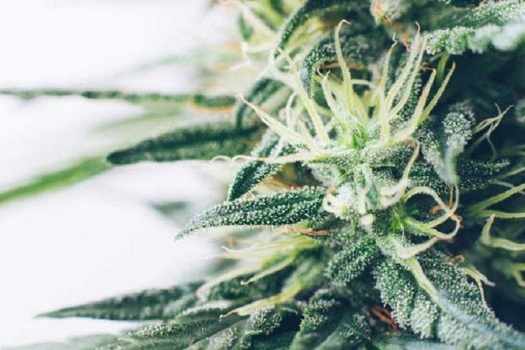 How To Identify Weed That's Gone Bad?