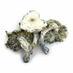 BULK DEAL - Albino A+ Psilocybe Cubensis Mushroom