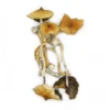 Golden Teacher Mushroom 6 GoldenTeacher 01 1