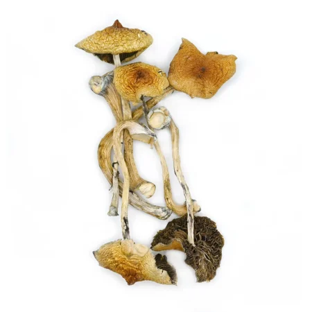 Home 125 Golden Teacher Mushroom