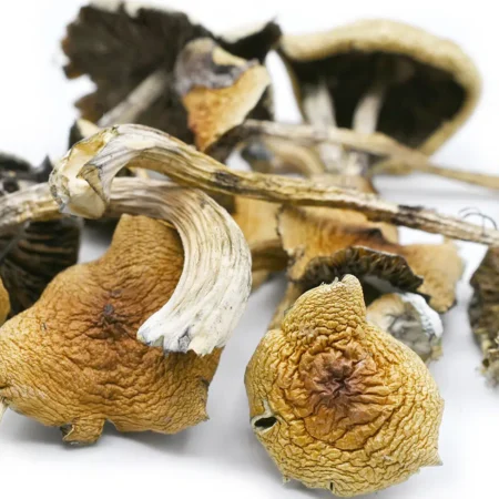 GoldenTeacher 0323