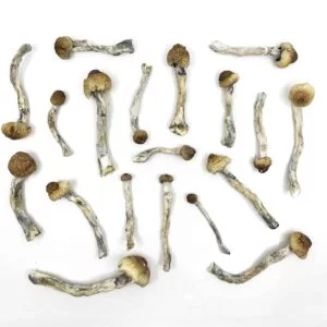 BULK DEAL - Trinity Magic Mushrooms
