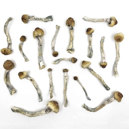 Trinity Magic Mushrooms