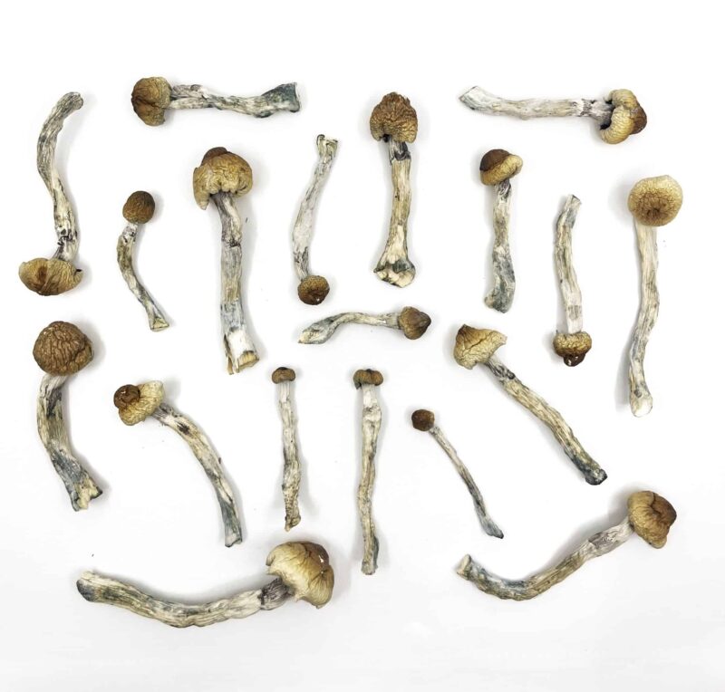BULK DEAL - Trinity Magic Mushrooms