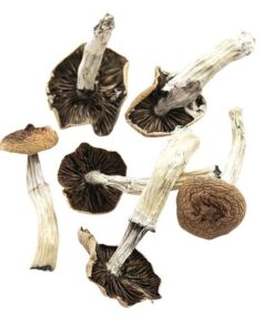 BULK DEAL - Stargazer Magic Mushroom