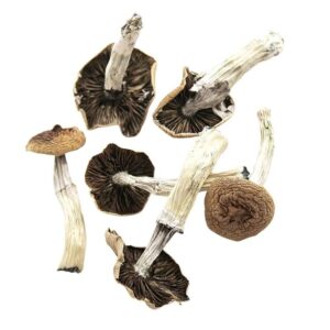 BULK DEAL - Stargazer Magic Mushroom