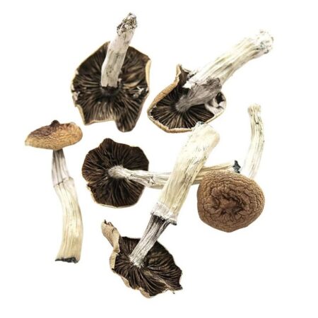 Stargazer Magic Mushroom