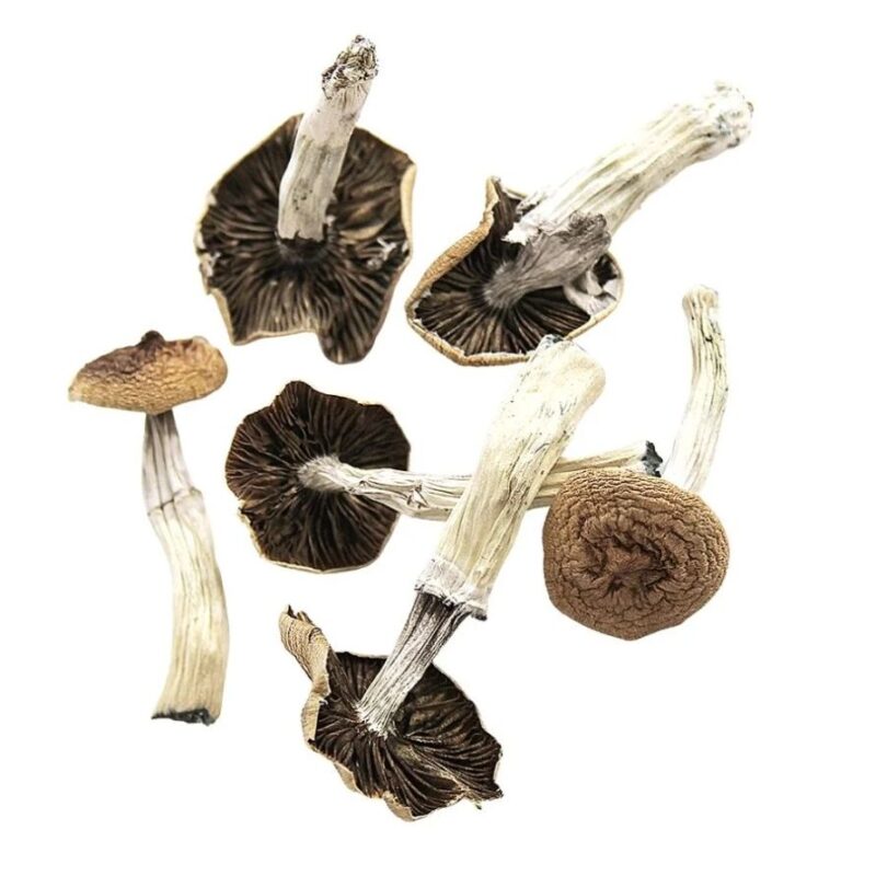 BULK DEAL - Stargazer Magic Mushroom