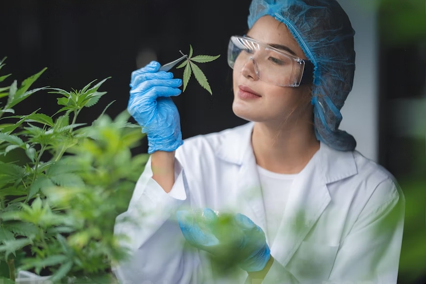 Cannabis as Preventive Medicine