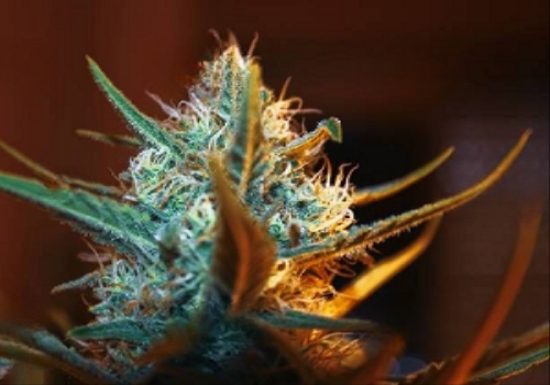 cannabis terpenes