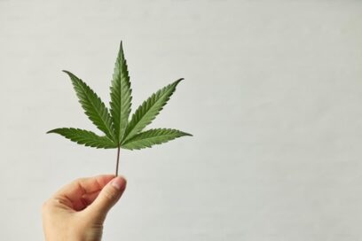 Holiday Happiness: Exploring Cannabis Strains Known for Mood Elevation 1 Cannabis Strains to Boost Mood and Enjoy the Celebration