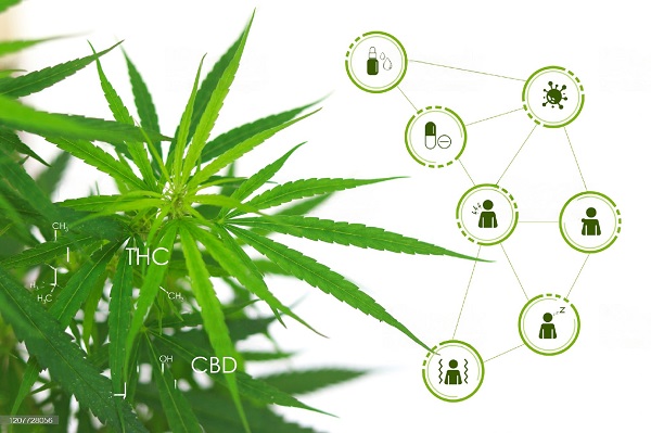 Cannabis and the Endocannabinoid System
