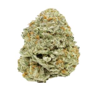 Gelato 41