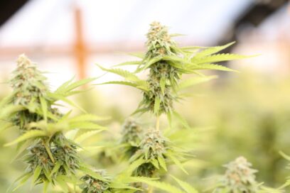 Exploring Rare and Exotic Weed Strains You’ve Never Heard Of 12 Exotic Weed Strains You’ve Never Heard Of