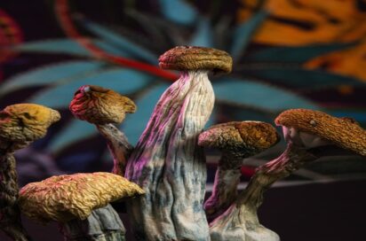 AMAZONIAN MAGIC MUSHROOMS