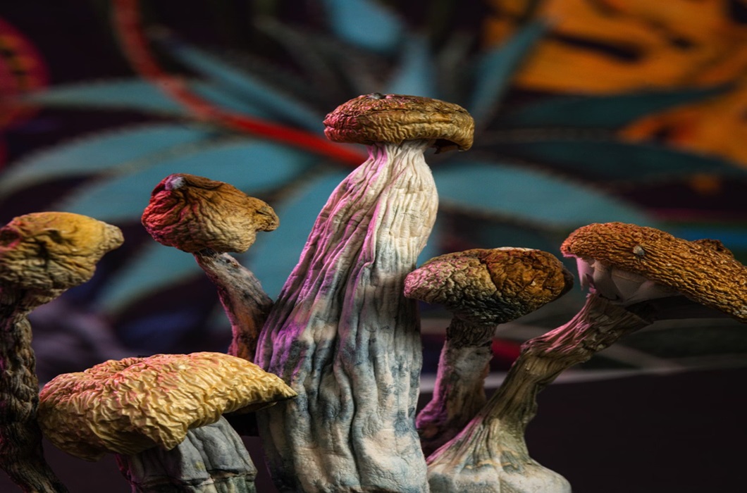 AMAZONIAN MAGIC MUSHROOMS