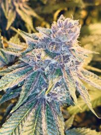 Ice Cream Cake – A Potent Indica Hybrid with Deep Relaxing Effects 2 ice cream cake