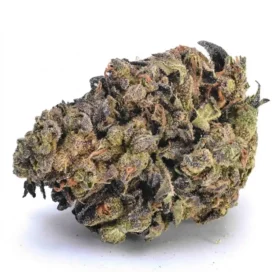 Home 37 Lemon Orange Strain