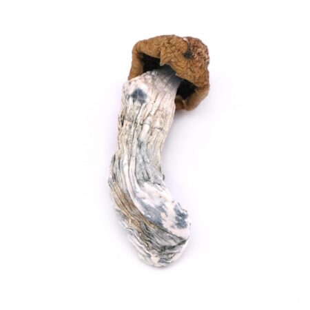 PENIS ENVY MUSHROOM