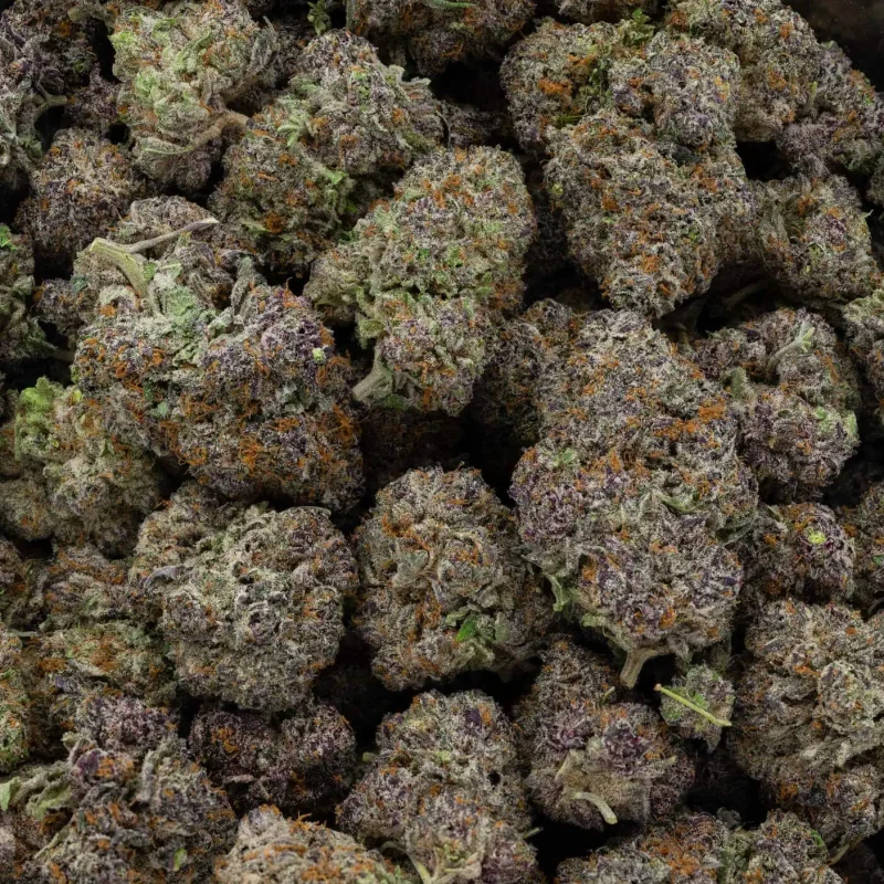 Ayahuasca Purple 2 black 3 800x800 1